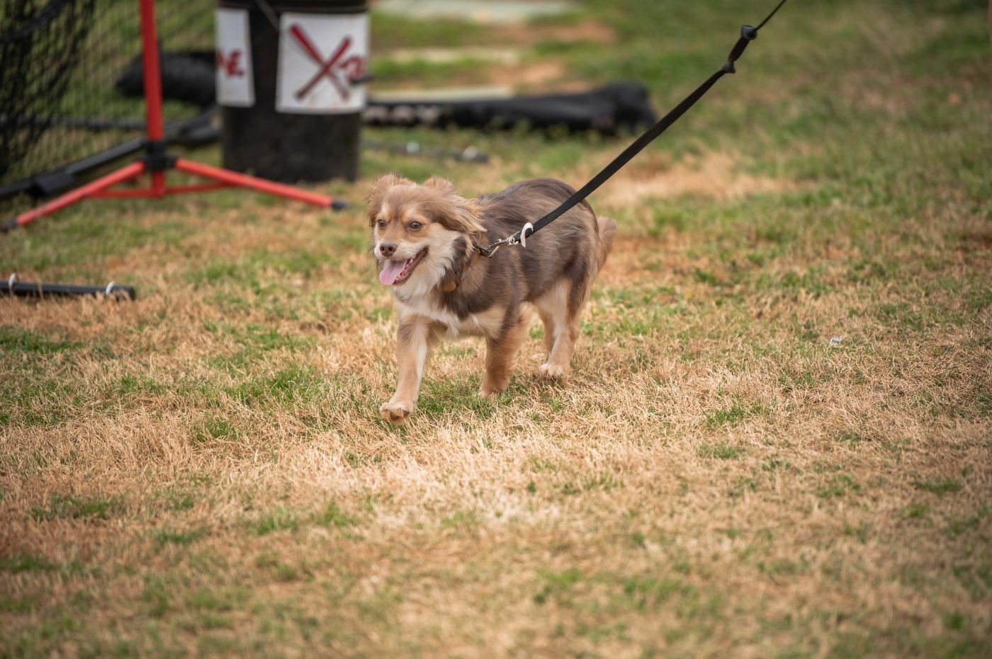 Perro atento durante una práctica de entrenamiento