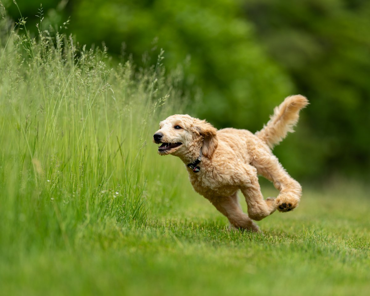 Perro activo durante un paseo acompañado
