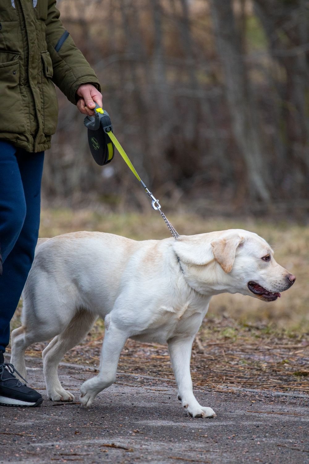 Labrador disfrutando un paseo con una persona